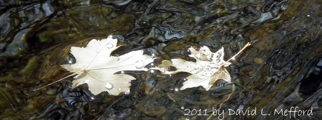 Leaves on Water